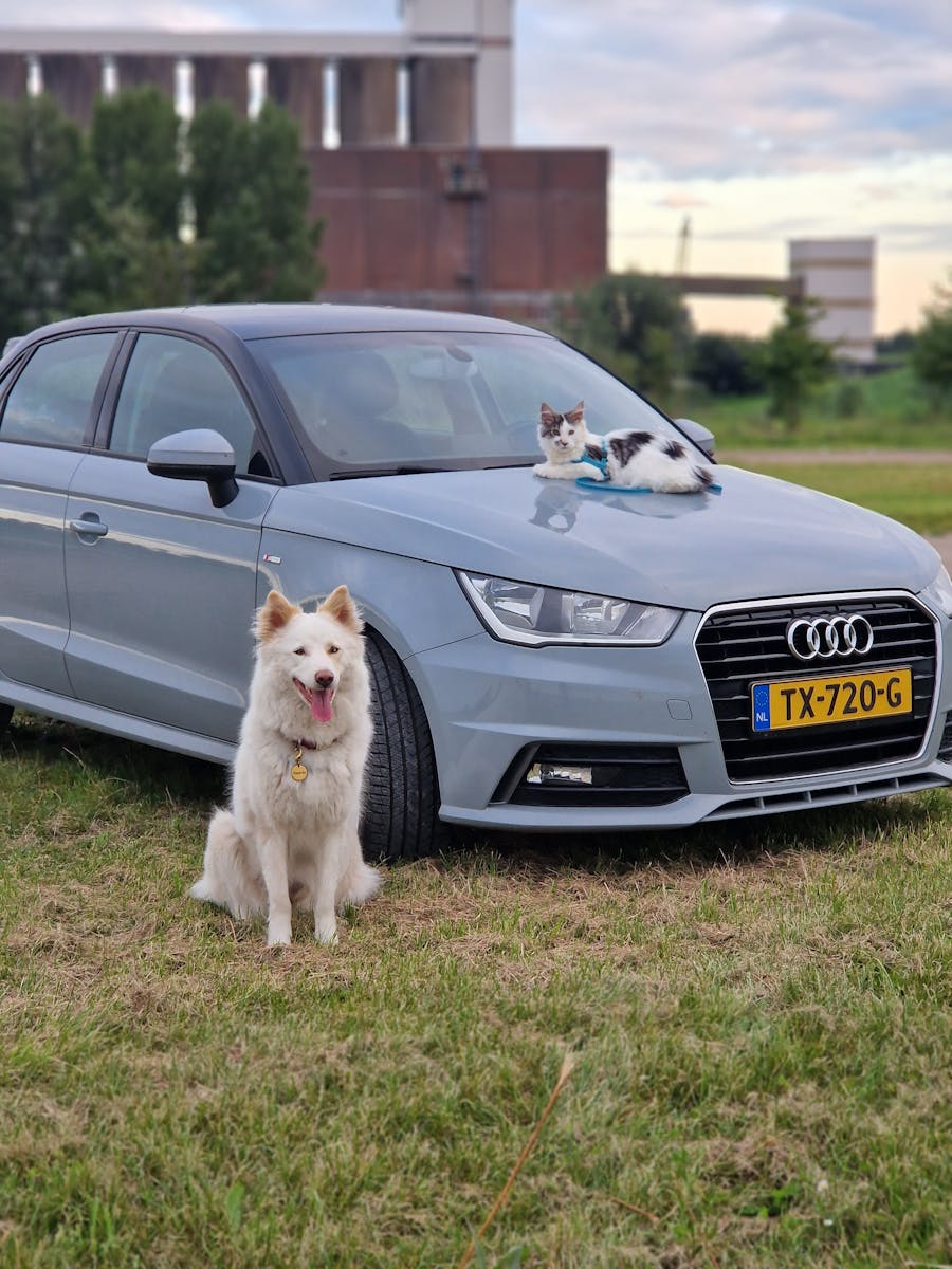 A dog and a car parked in front of a field