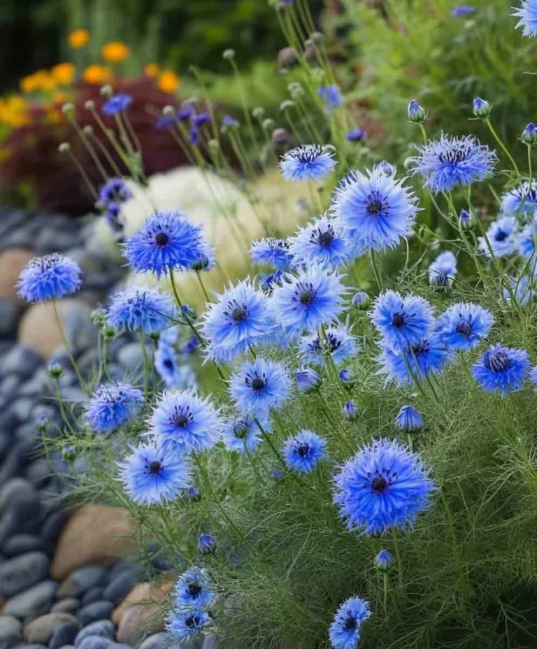 12 Stunning Weeping Evergreen Trees That Thrive in Any Garden